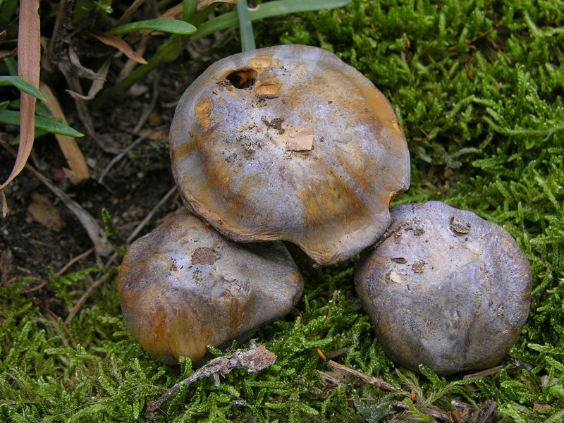 Cortinarius da determinare.